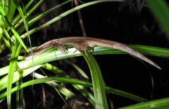 Toropuku inexpectatus