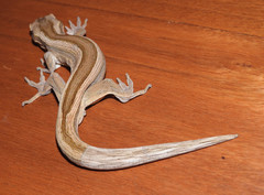 Toropuku inexpectatus