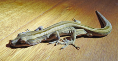 Toropuku inexpectatus