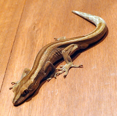 Toropuku inexpectatus