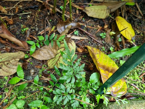 Pteris ensiformis
