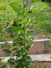 Hibiscus rosa-sinensis