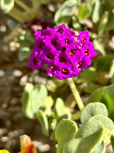 red sand-verbena