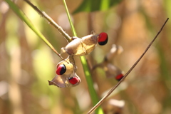 Rhynchosia precatoria