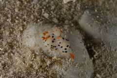 Thecacera pennigera