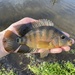 Mayan Cichlid - Photo (c) shmavin, some rights reserved (CC BY-NC)
