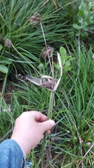 Cyperus fastigiatus
