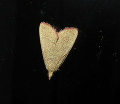 Hypsopygia albidalis