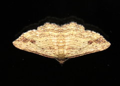 Xanthorhoe anaspila