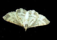 Xanthorhoe anaspila