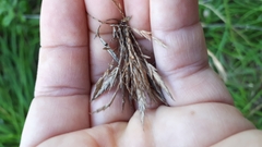 Cyperus fastigiatus