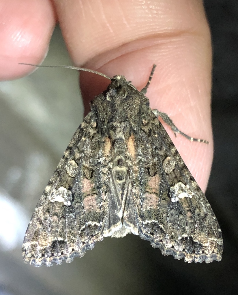 Apamea sanyibaglya