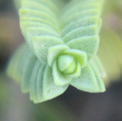 Pimelea urvilleana