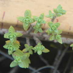 Pimelea urvilleana