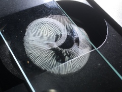 Tricholomopsis scabra