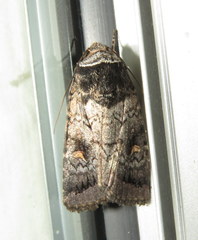 Proteuxoa restituta