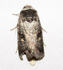 Proteuxoa restituta