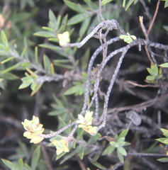 Pimelea urvilleana