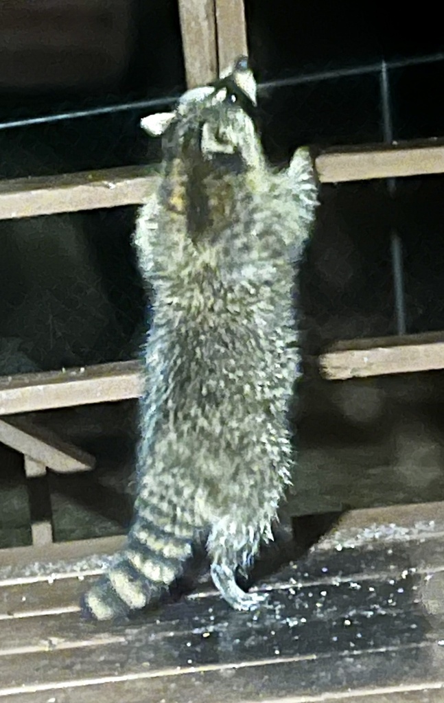 Common Raccoon from Goodhue Rd, Derry, NH, US on March 29, 2024 at 02