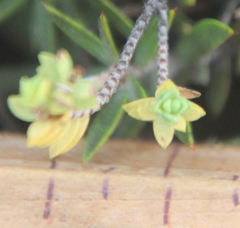Pimelea urvilleana