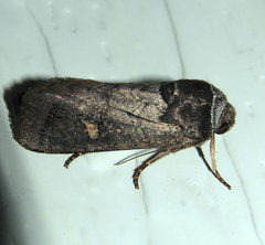 Proteuxoa restituta
