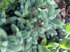 Crassula hirtipes
