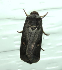 Proteuxoa restituta