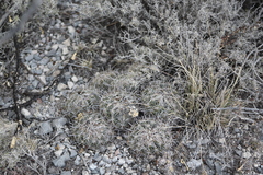 Coryphantha delicata