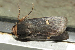 Proteuxoa cinereicollis