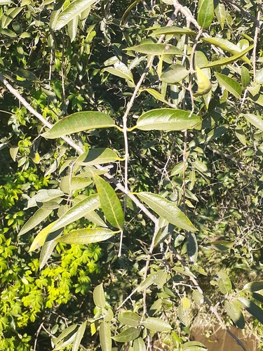 Foto de Cabeludinha