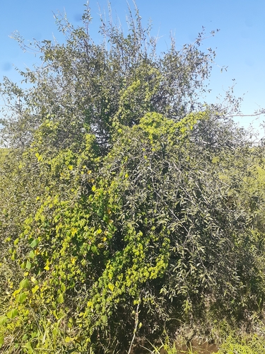 Foto de Cabeludinha