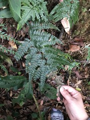 Arachniodes rhomboidea