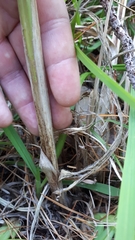 Cyperus fastigiatus