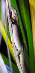 Toropuku inexpectatus