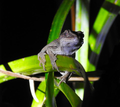 Toropuku inexpectatus