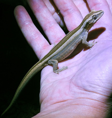 Toropuku inexpectatus