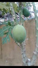 Carica papaya