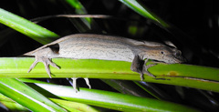 Toropuku inexpectatus