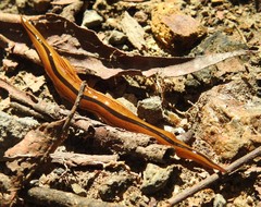 Australopacifica regina