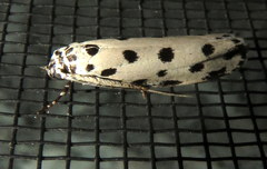 Ethmia sphaerosticha
