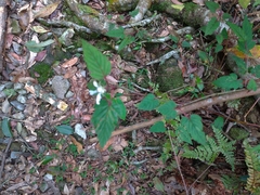 Rubus trianthus