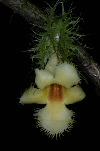 Drymonia laciniosa