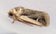 Proteuxoa tortisigna