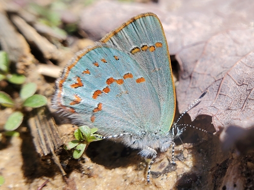 Early Hairstreak photo 3