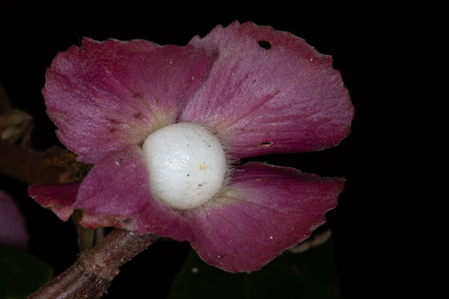 Columnea rubricalyx