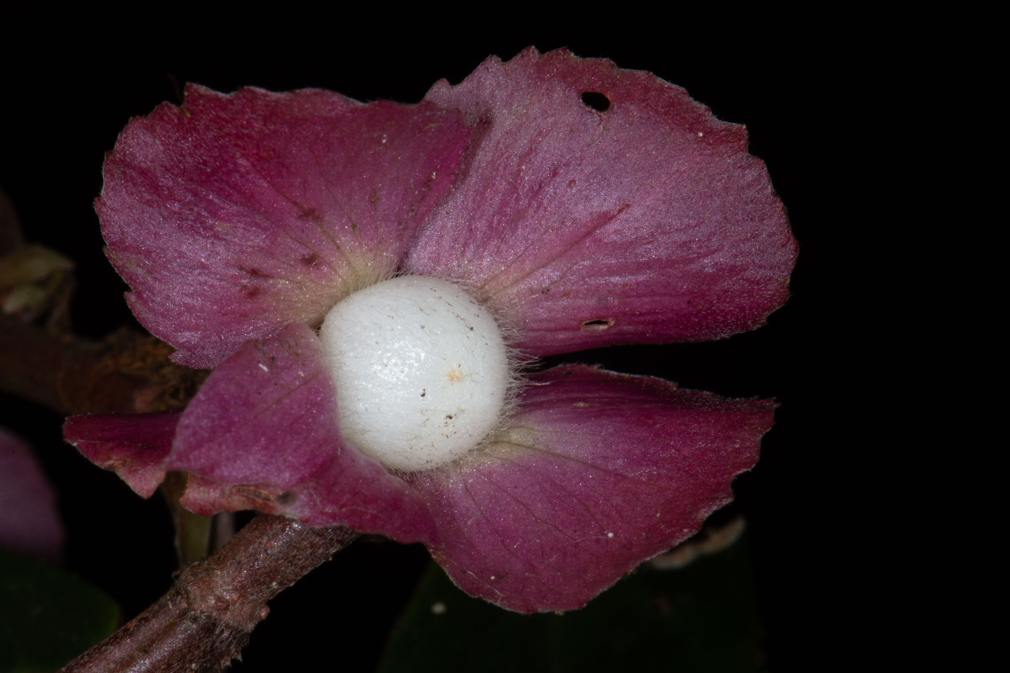Columnea rubricalyx