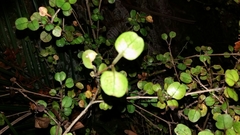 Coprosma spathulata
