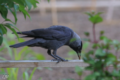 Corvus monedula