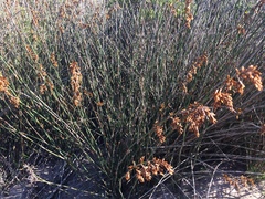 Thamnochortus spicigerus