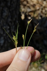 White-tinged sedge